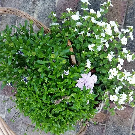 فندق مبيت وإفطار Azalea Wezep
