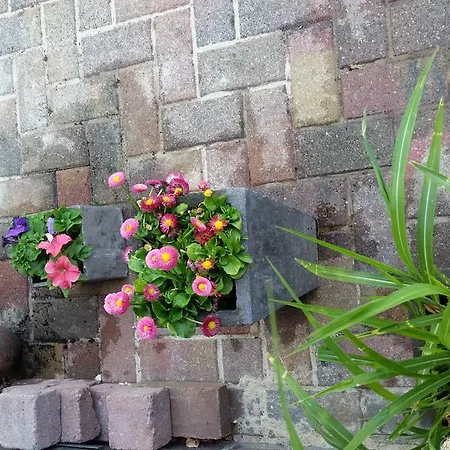 فندق مبيت وإفطار Azalea